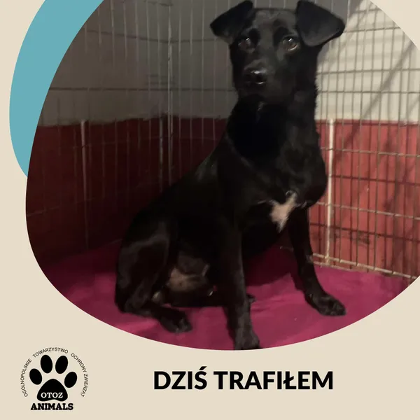 Znaleziono psa, Dąbrówka, 25 sierpnia 2024