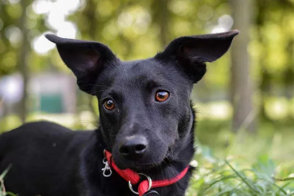 Pies do adopcji, Radom, 1 września 2024 (1/5)