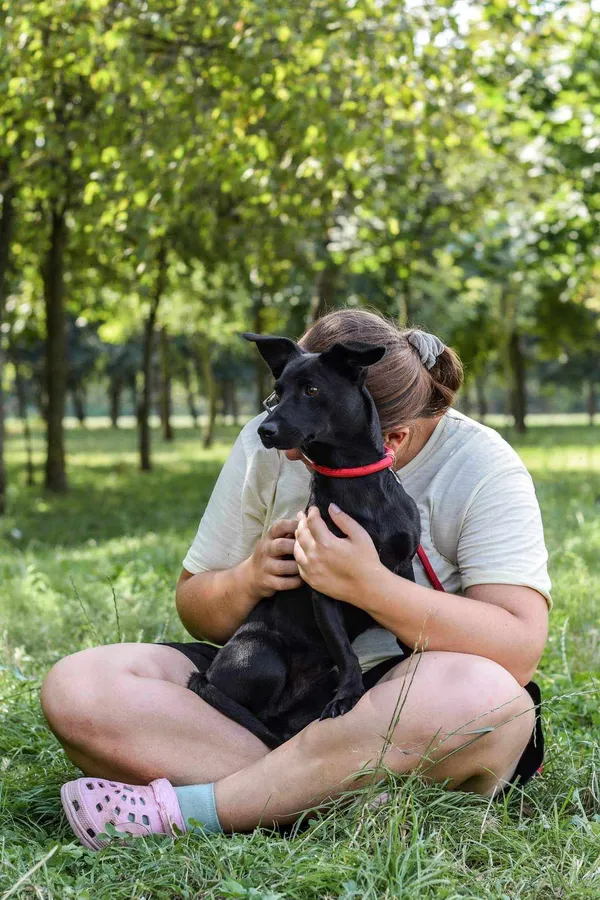 Pies do adopcji, Radom, 1 września 2024 (2/5)