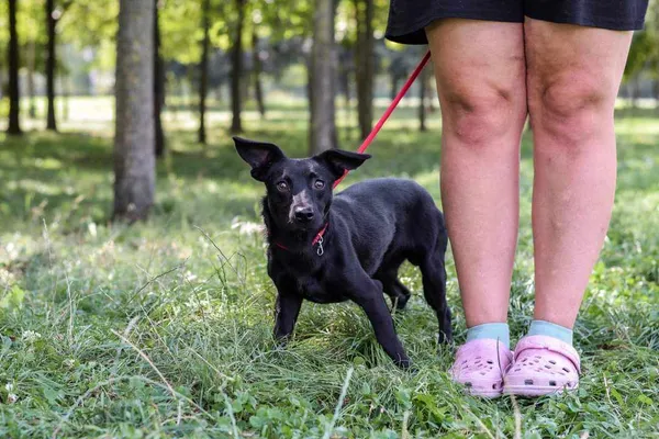 Pies do adopcji, Radom, 1 września 2024 (3/5)