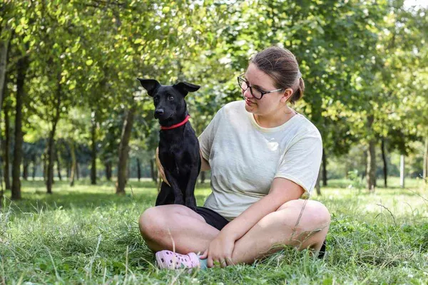 Pies do adopcji, Radom, 1 września 2024 (4/5)