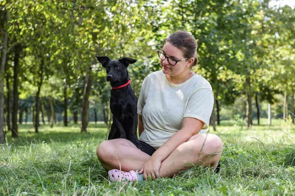 Pies do adopcji, Radom, 1 września 2024 (5/5)