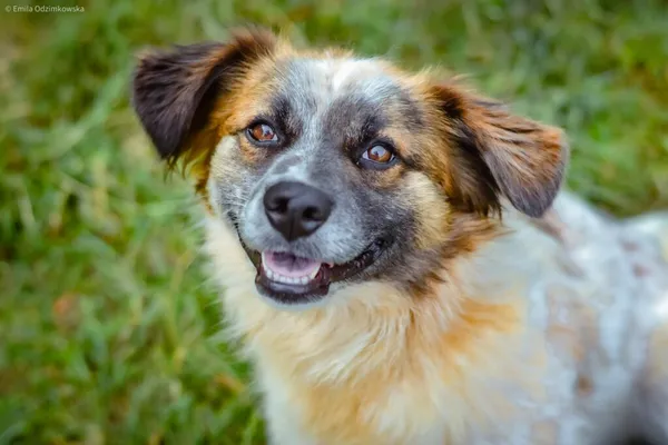 Pies do adopcji, Radom, 1 września 2024 (1/5)