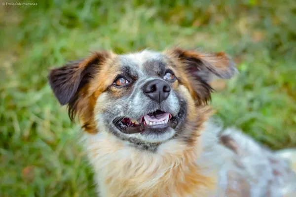 Pies do adopcji, Radom, 1 września 2024 (2/5)