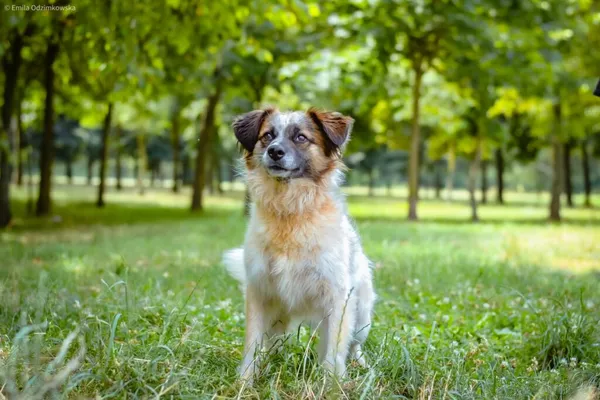 Pies do adopcji, Radom, 1 września 2024 (3/5)