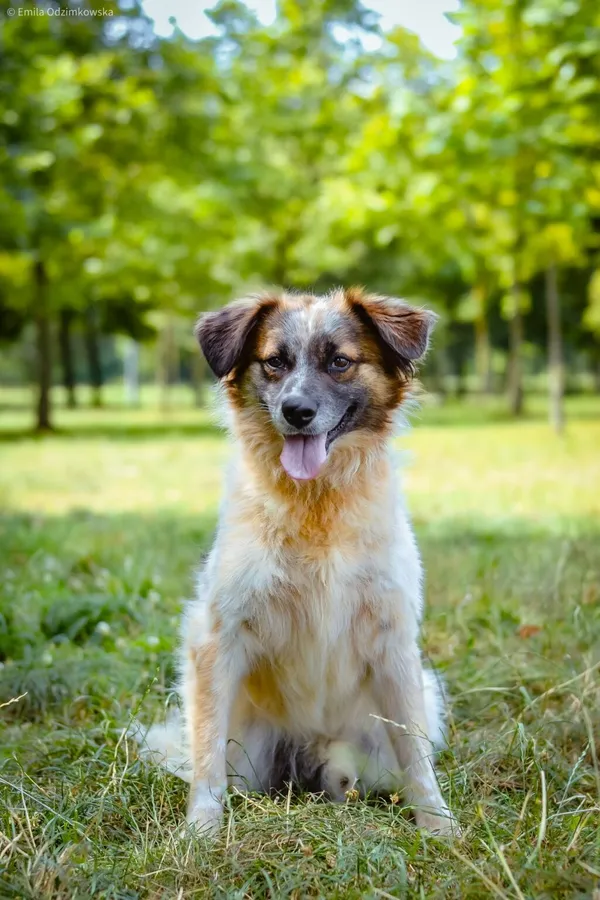 Pies do adopcji, Radom, 1 września 2024 (4/5)