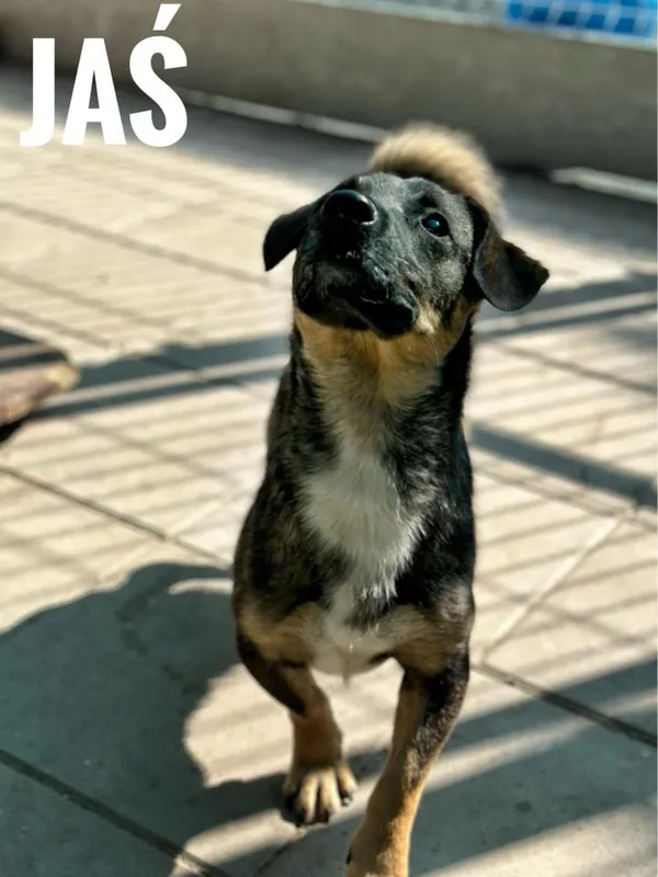 Pies do adopcji, Rytlów, 2 września 2024