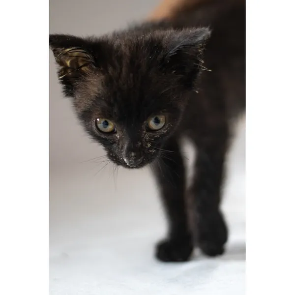 Znaleziono kota, Białystok, 6 lipca 2024 (4/5)