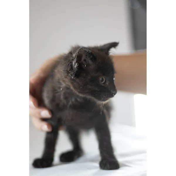 Znaleziono kota, Białystok, 6 lipca 2024 (5/5)