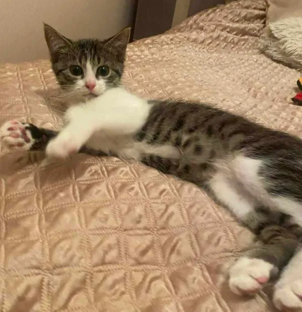 Kot do adopcji, Piła, 7 czerwca 2024 (3/3)