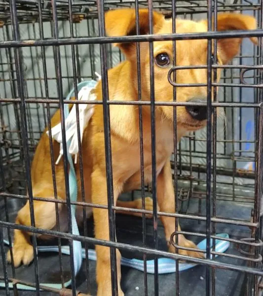 Znaleziono psa, Radom, 1 września 2024