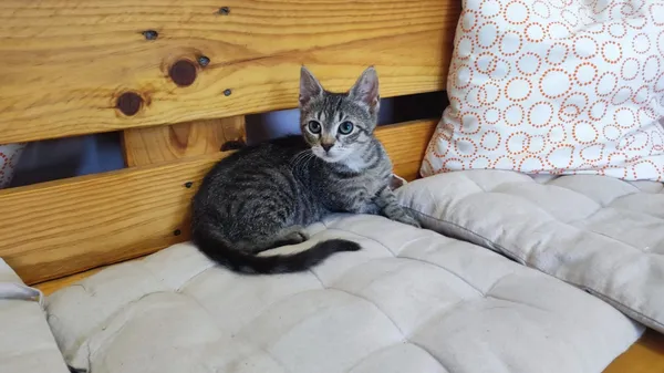 Kot do adopcji, Czartki, 2 września 2024