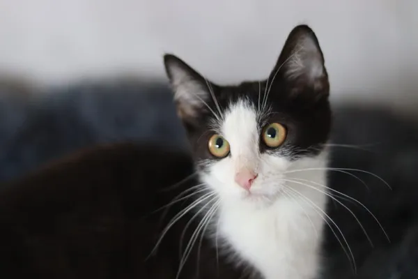 Kot do adopcji, Dłużyna Górna, 31 sierpnia 2024 (1/5)