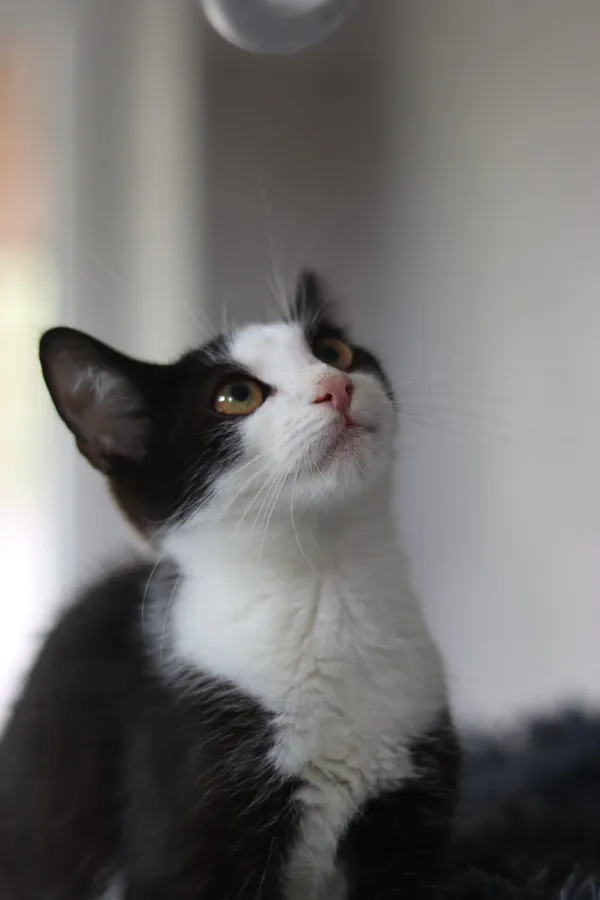 Kot do adopcji, Dłużyna Górna, 31 sierpnia 2024 (2/5)