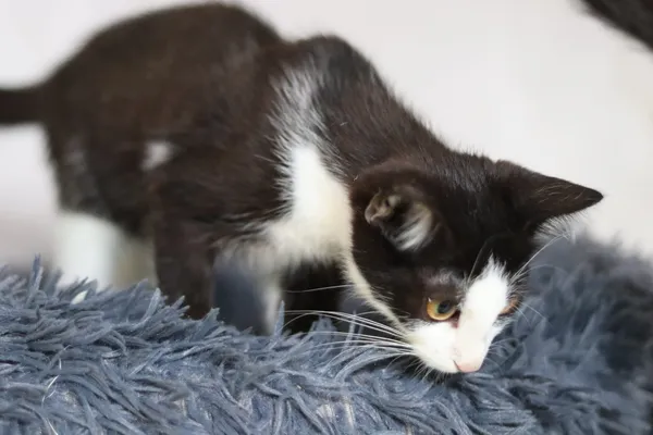 Kot do adopcji, Dłużyna Górna, 31 sierpnia 2024 (3/5)