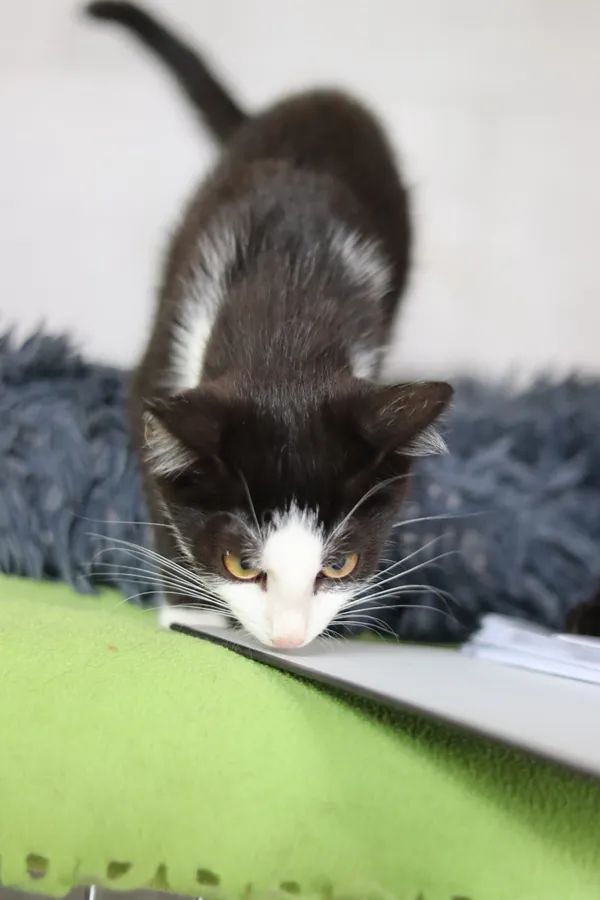 Kot do adopcji, Dłużyna Górna, 31 sierpnia 2024 (4/5)