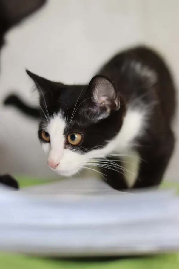 Kot do adopcji, Dłużyna Górna, 31 sierpnia 2024 (5/5)