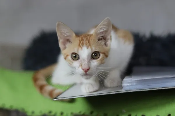 Kot do adopcji, Dłużyna Górna, 31 sierpnia 2024 (1/5)