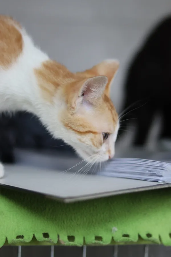 Kot do adopcji, Dłużyna Górna, 31 sierpnia 2024 (2/5)