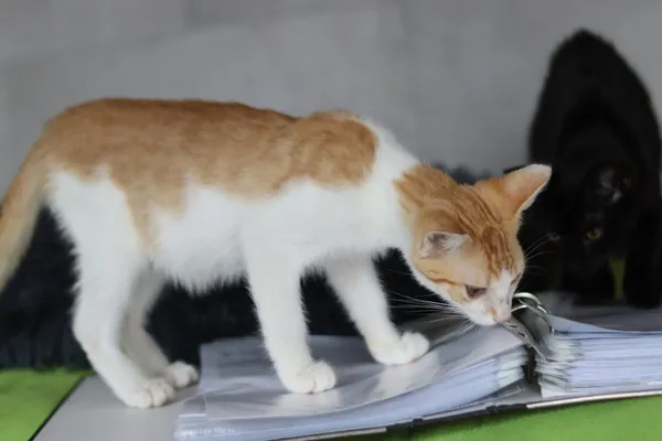 Kot do adopcji, Dłużyna Górna, 31 sierpnia 2024 (3/5)