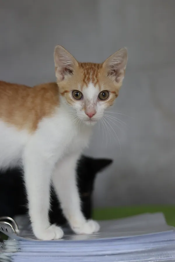 Kot do adopcji, Dłużyna Górna, 31 sierpnia 2024 (4/5)