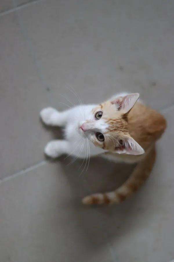 Kot do adopcji, Dłużyna Górna, 31 sierpnia 2024 (5/5)