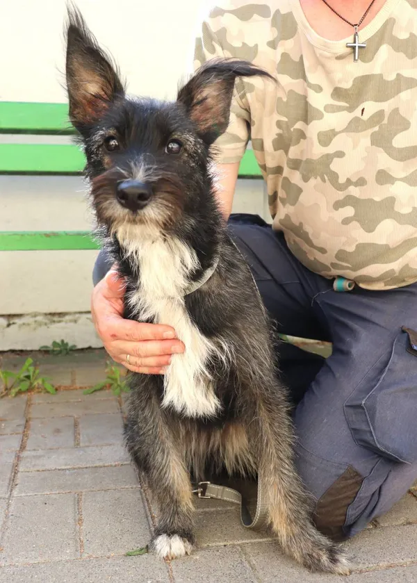 Znaleziono psa, Łódź, 3 września 2024 (2/2)