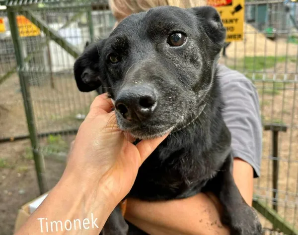 Pies do adopcji, Przyborówko, 1 września 2024 (1/3)