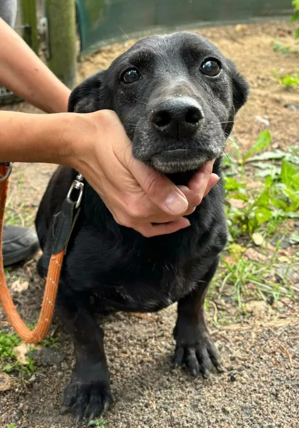 Pies do adopcji, Przyborówko, 1 września 2024 (2/3)