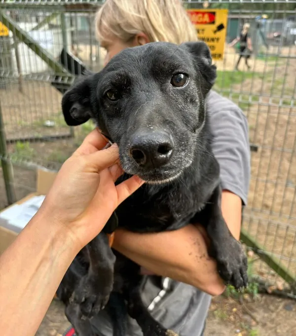 Pies do adopcji, Przyborówko, 1 września 2024 (3/3)