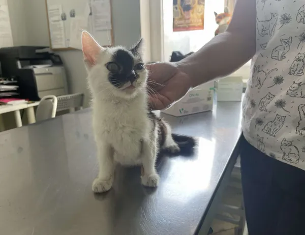 Znaleziono kota, Świdnica, 30 sierpnia 2024