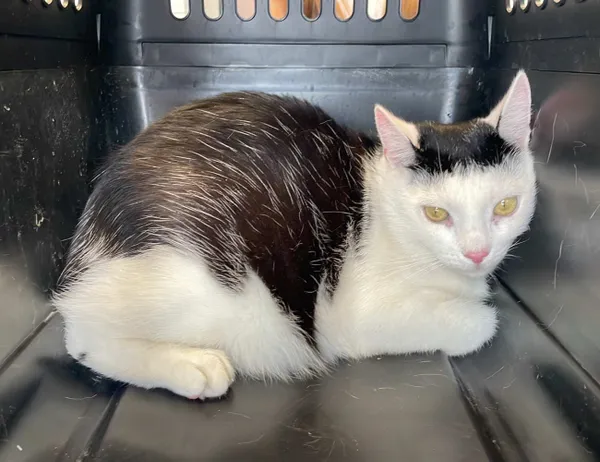 Znaleziono kota, Świdnica, 30 sierpnia 2024