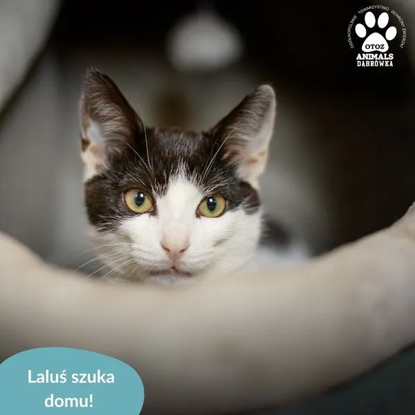 Kot do adopcji, Dąbrówka, 3 września 2024 (1/5)