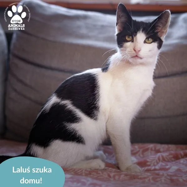 Kot do adopcji, Dąbrówka, 3 września 2024 (2/5)