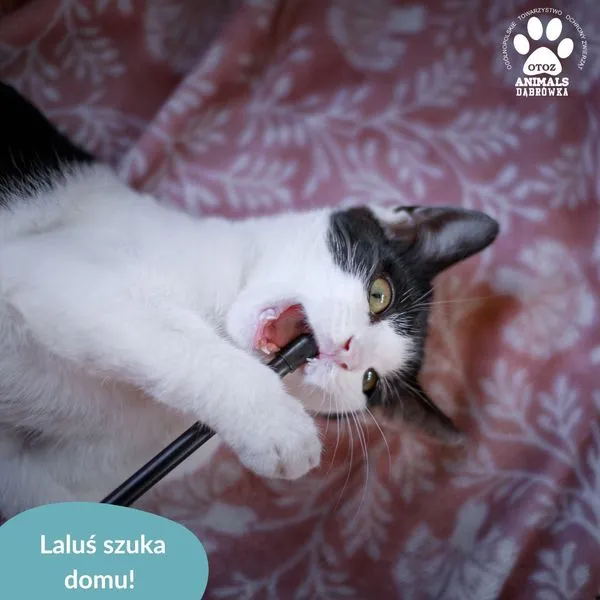 Kot do adopcji, Dąbrówka, 3 września 2024 (3/5)