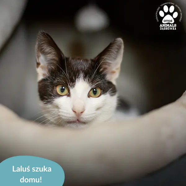 Kot do adopcji, Dąbrówka, 3 września 2024 (5/5)