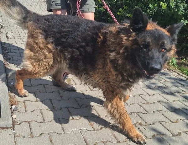 Znaleziono psa, Lublin, 31 sierpnia 2024