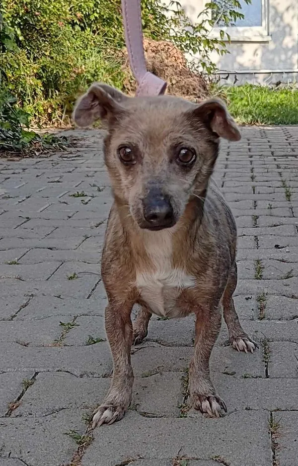 Znaleziono psa, Lublin, 2 września 2024