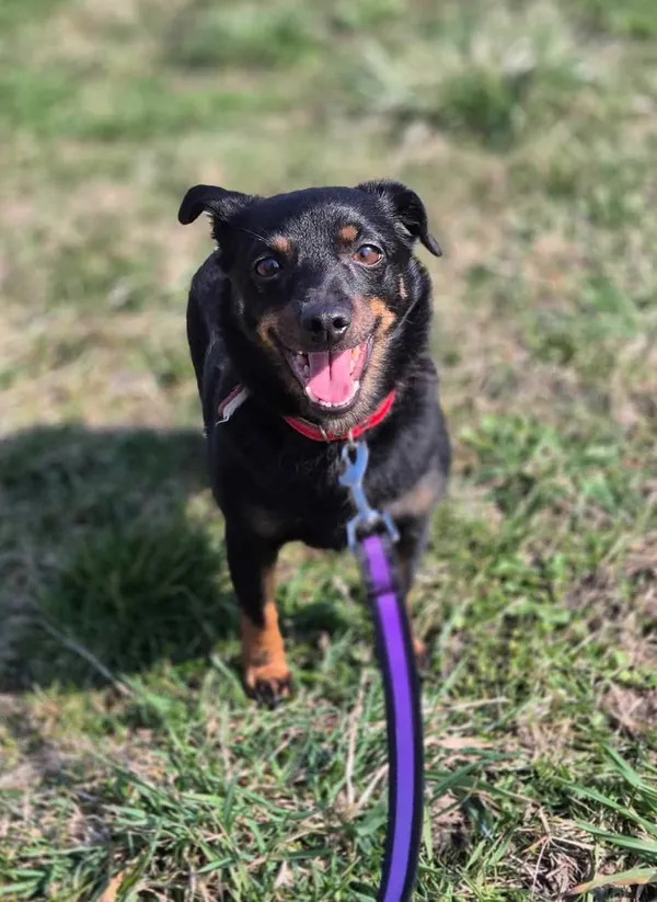 Znaleziono psa, Lublin, 2 września 2024