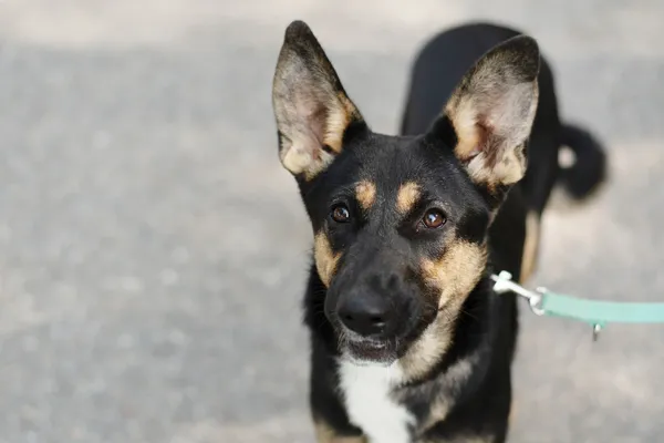 Pies do adopcji, Nowodwór, 1 września 2024 (2/5)