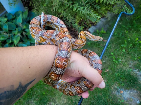 Znaleziono zwierzę, Lublin, 3 września 2024