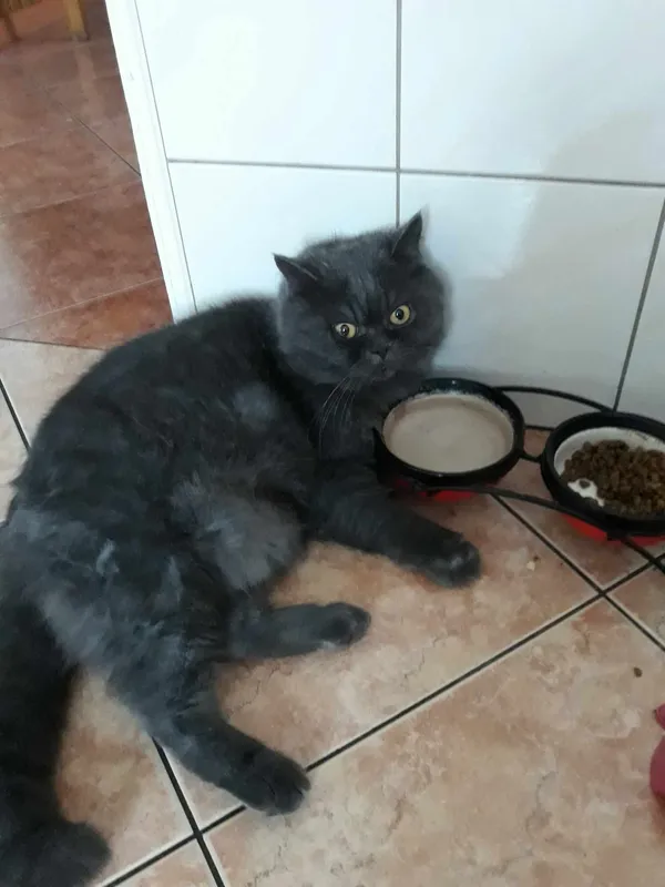 Zaginął kot, Bydgoszcz, Nad Wisłą, 4 września 2024 (1/2)