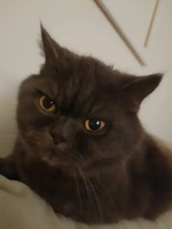 Zaginął kot, Bydgoszcz, Nad Wisłą, 4 września 2024 (2/2)