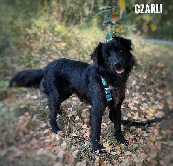 Pies do adopcji, Rytlów, 4 września 2024