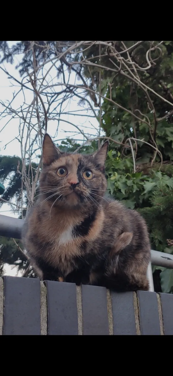 Zaginął kot, Rożno-Parcele, 4 września 2024 (2/2)