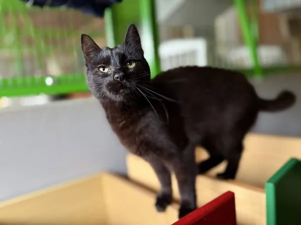 Znaleziono kota, Chojnice, 2 września 2024