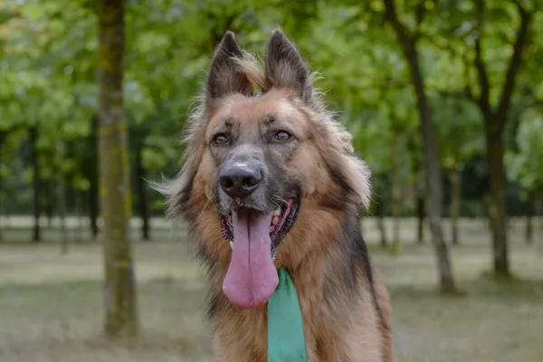 Pies do adopcji, Radom, 2 września 2025 (1/5)