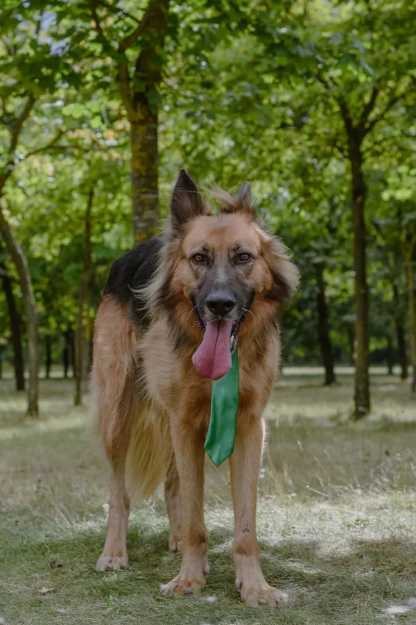 Pies do adopcji, Radom, 2 września 2025 (3/5)