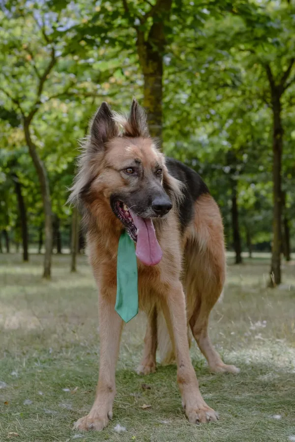 Pies do adopcji, Radom, 2 września 2025 (4/5)