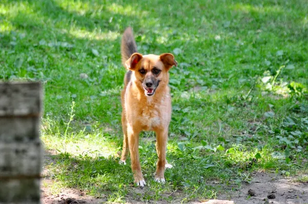 Pies do adopcji, Milanówek, 26 sierpnia 2024 (5/5)